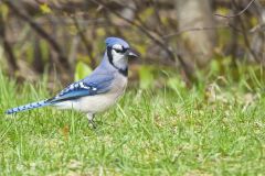 Blue Jay, Cyanocitta cristata