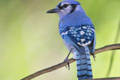 Blue Jay, Cyanocitta cristata