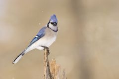Blue Jay, Cyanocitta cristata