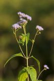 Blue Mistflower, Conoclinium coelestinum