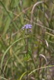 Blue Mistflower, Conoclinium coelestinum