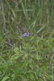 Blue Mistflower, Conoclinium coelestinum