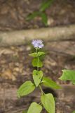 Blue Mistflower, Conoclinium coelestinum