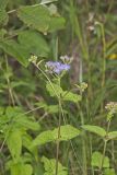 Blue Mistflower, Conoclinium coelestinum