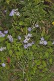 Blue Mistflower, Conoclinium coelestinum