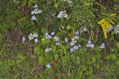 Blue Mistflower, Conoclinium coelestinum