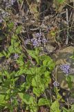 Blue Mistflower, Conoclinium coelestinum