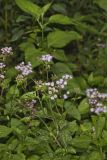 Blue Mistflower, Conoclinium coelestinum