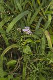 Blue Mistflower, Conoclinium coelestinum