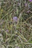 Blue Mistflower, Conoclinium coelestinum