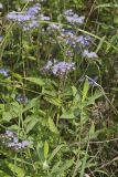 Blue Mistflower, Conoclinium coelestinum