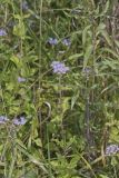 Blue Mistflower, Conoclinium coelestinum