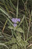 Blue Mistflower, Conoclinium coelestinum