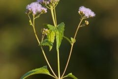 Blue Mistflower, Conoclinium coelestinum