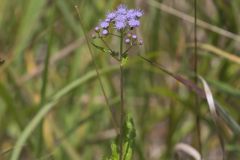 Blue Mistflower, Conoclinium coelestinum