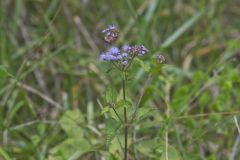 Blue Mistflower, Conoclinium coelestinum