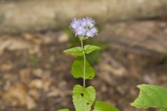 Blue Mistflower, Conoclinium coelestinum