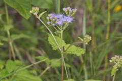 Blue Mistflower, Conoclinium coelestinum