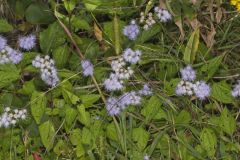 Blue Mistflower, Conoclinium coelestinum