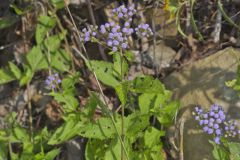Blue Mistflower, Conoclinium coelestinum