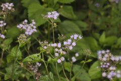 Blue Mistflower, Conoclinium coelestinum