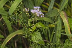 Blue Mistflower, Conoclinium coelestinum