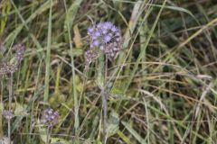Blue Mistflower, Conoclinium coelestinum