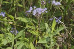 Blue Mistflower, Conoclinium coelestinum