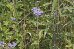 Blue Mistflower, Conoclinium coelestinum