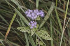 Blue Mistflower, Conoclinium coelestinum