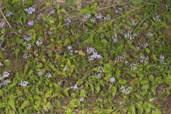 Blue Mistflower, Conoclinium coelestinum