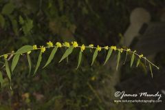 Blue-stemmed Goldenrod, Solidago caesia