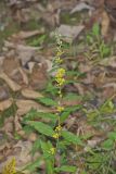 Blue-stemmed goldenrod, Solidago caesia