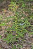 Blue-stemmed goldenrod, Solidago caesia