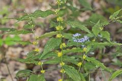 Blue-stemmed Goldenrod