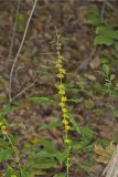 Blue-stemmed goldenrod, Solidago caesia
