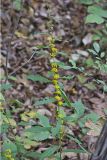 Blue-stemmed goldenrod, Solidago caesia