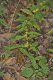 Blue-stemmed goldenrod, Solidago caesia