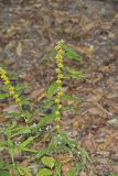 Blue-stemmed goldenrod, Solidago caesia