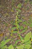 Blue-stemmed goldenrod, Solidago caesia