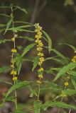 Blue-stemmed goldenrod, Solidago caesia