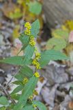 Blue-stemmed goldenrod, Solidago caesia