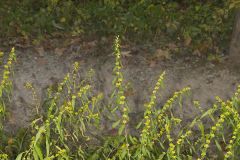 Blue-stemmed goldenrod, Solidago caesia