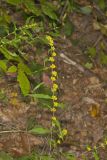 Blue-stemmed goldenrod, Solidago caesia
