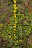 Blue-stemmed goldenrod, Solidago caesia