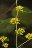 Blue-stemmed goldenrod, Solidago caesia