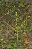 Blue-stemmed goldenrod, Solidago caesia