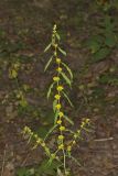 Blue-stemmed goldenrod, Solidago caesia