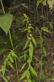 Blue-stemmed goldenrod, Solidago caesia