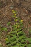 Blue-stemmed goldenrod, Solidago caesia